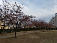 Prunus × lannesiana