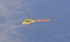 Anax longipes