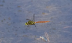 Anax longipes