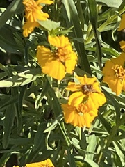 Tagetes lucida