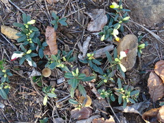 Polygaloides chamaebuxus