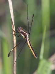Libellula cyanea