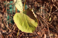 Reynoutria × bohemica