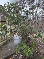 Rhododendron maximum