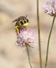 Bembix tarsata