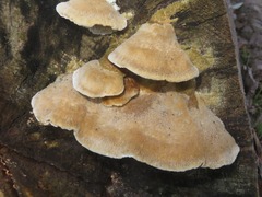 Trametes trogii