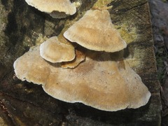Trametes trogii