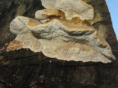 Trametes trogii