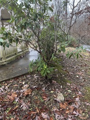 Rhododendron maximum