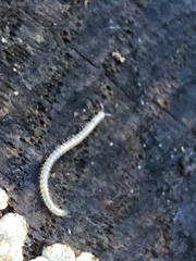 Blaniulus guttulatus