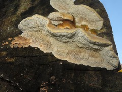 Trametes trogii