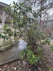 Rhododendron maximum