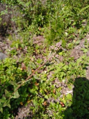 Baccharis multiflora