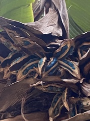 Ravenala madagascariensis