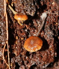 Kuehneromyces brunneoalbescens