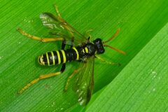 Tenthredo scrophulariae