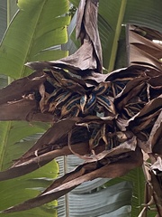 Ravenala madagascariensis