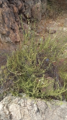 Teucrium nudicaule