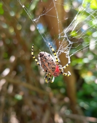 Alpaida alticeps