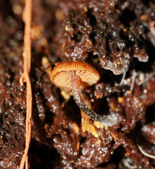 Kuehneromyces brunneoalbescens