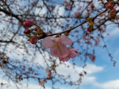 Prunus × lannesiana