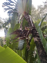 Ravenala madagascariensis