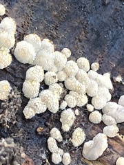 Trichoderma pulvinatum