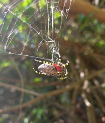Alpaida alticeps