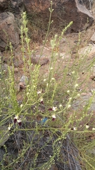 Teucrium nudicaule