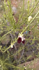Teucrium nudicaule