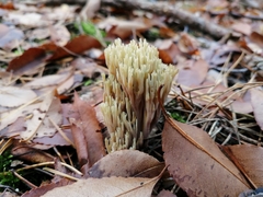 Ramaria stricta