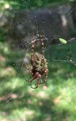 Parawixia