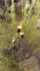 Teucrium nudicaule