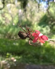 Parawixia