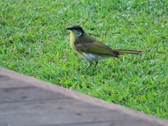 Gavicalis versicolor