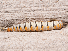 Euscirrhopterus gloveri