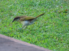 Gavicalis versicolor