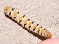 Euscirrhopterus gloveri