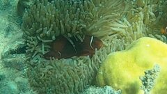 Amphiprion biaculeatus