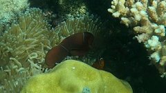 Amphiprion biaculeatus
