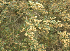 Pomaderris paniculosa