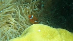 Amphiprion biaculeatus