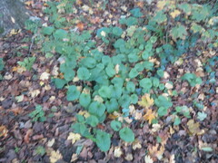 Doronicum pardalianches