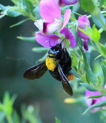 Xylocopa augusti