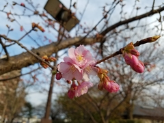 Prunus × lannesiana