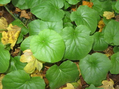 Doronicum pardalianches
