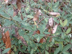 Cytisus nigricans