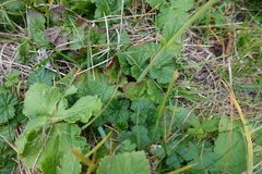 Geum pyrenaicum