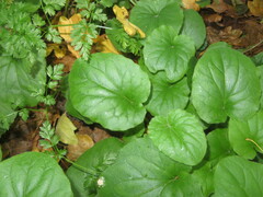 Doronicum pardalianches