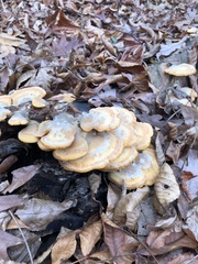 Phyllotopsis nidulans